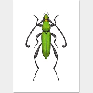 Green beetle Posters and Art